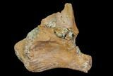 Fossil Crocodile Bone Section - Aguja Formation, Texas #116557-1